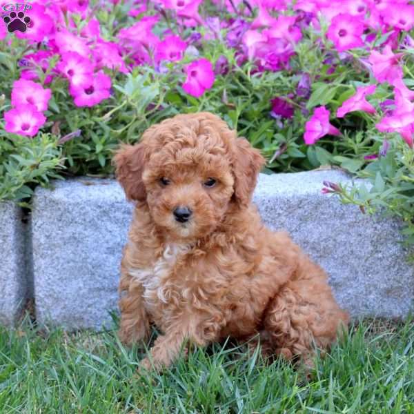 Tiffany, Mini Goldendoodle Puppy