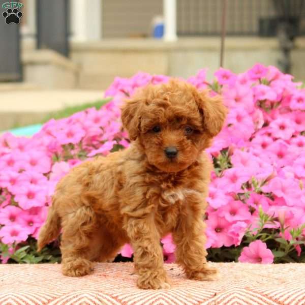 Tiffany, Miniature Poodle Puppy