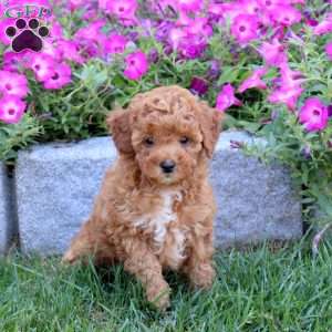Tiffany, Mini Goldendoodle Puppy