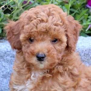 Tiffany, Mini Goldendoodle Puppy