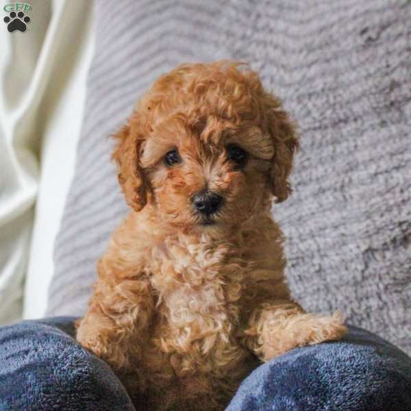 Tiger, Toy Poodle Puppy