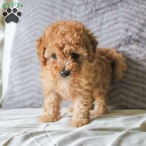 Tiger, Toy Poodle Puppy