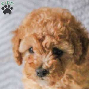Tiger, Toy Poodle Puppy