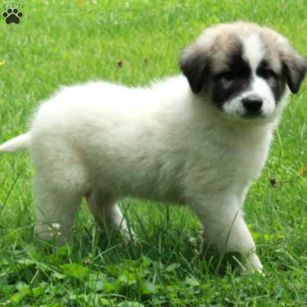 Tillie, Great Pyrenees Mix Puppy