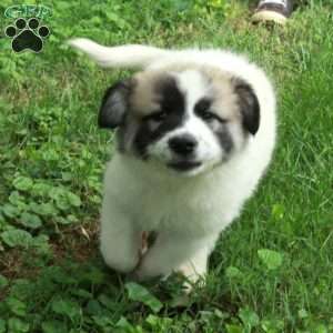 Tillie, Great Pyrenees Mix Puppy