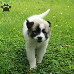Tillie, Great Pyrenees Mix Puppy