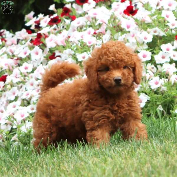 Tillie, Cavapoo Puppy