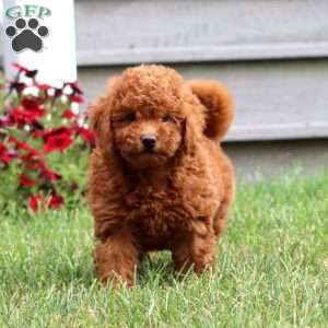 Tillie, Cavapoo Puppy