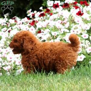Tillie, Cavapoo Puppy