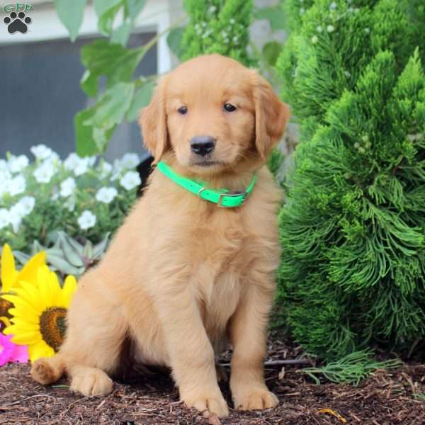 Tilly, Golden Retriever Puppy