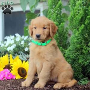 Tilly, Golden Retriever Puppy