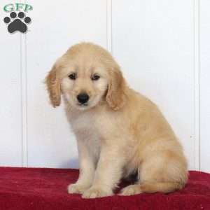 Tilly, Golden Retriever Mix Puppy