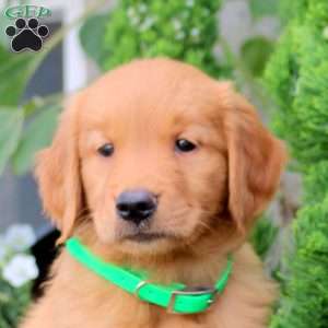 Tilly, Golden Retriever Puppy
