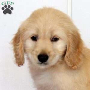 Tilly, Golden Retriever Mix Puppy