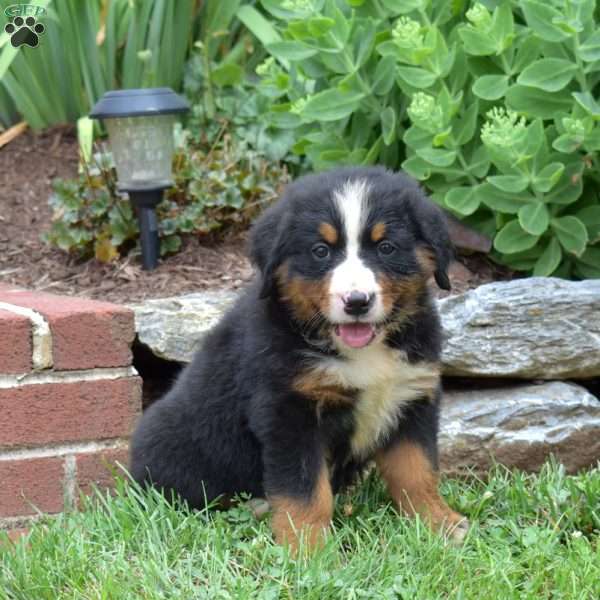 Tim, Bernese Mountain Dog Puppy
