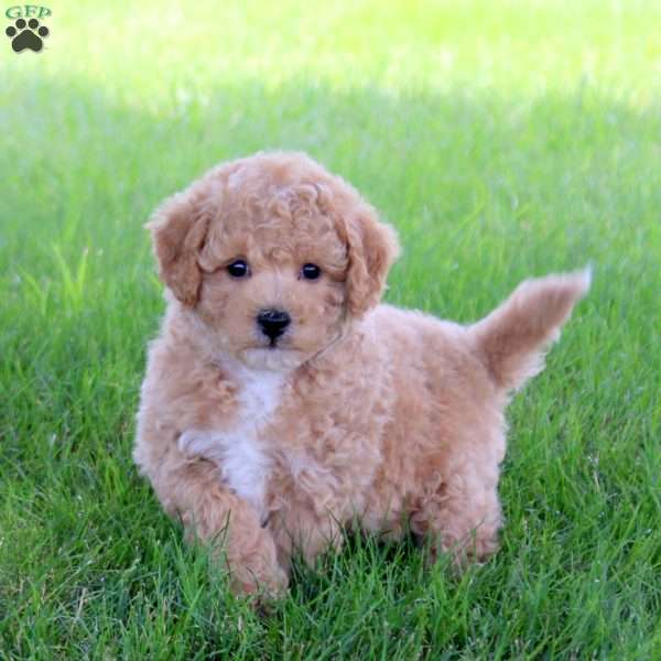 Timber, Bich-Poo Puppy