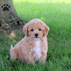 Timber, Bich-Poo Puppy