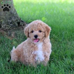 Timber, Bich-Poo Puppy