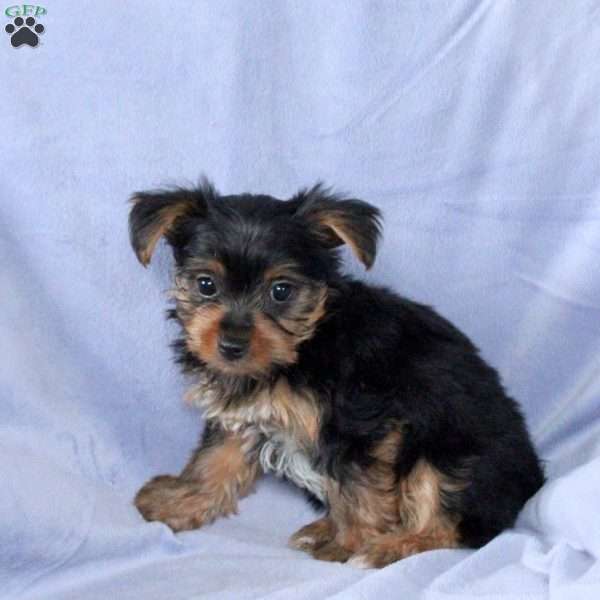 Timmy, Yorkie Puppy