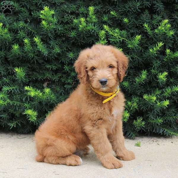 Timmy, Goldendoodle Puppy