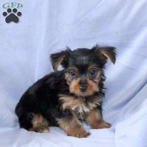 Timmy, Yorkie Puppy