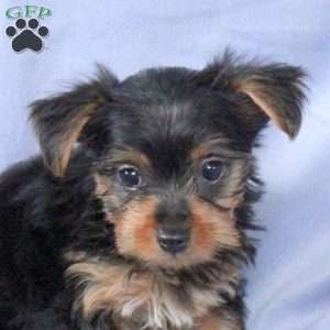 Timmy, Yorkie Puppy
