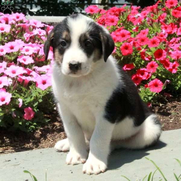 Timothy, Border Collie Mix Puppy