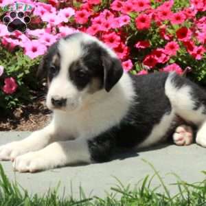 Timothy, Border Collie Mix Puppy