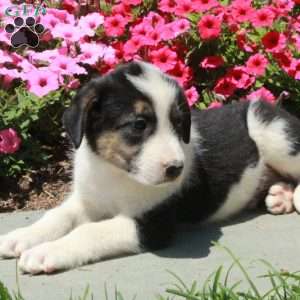 Timothy, Border Collie Mix Puppy