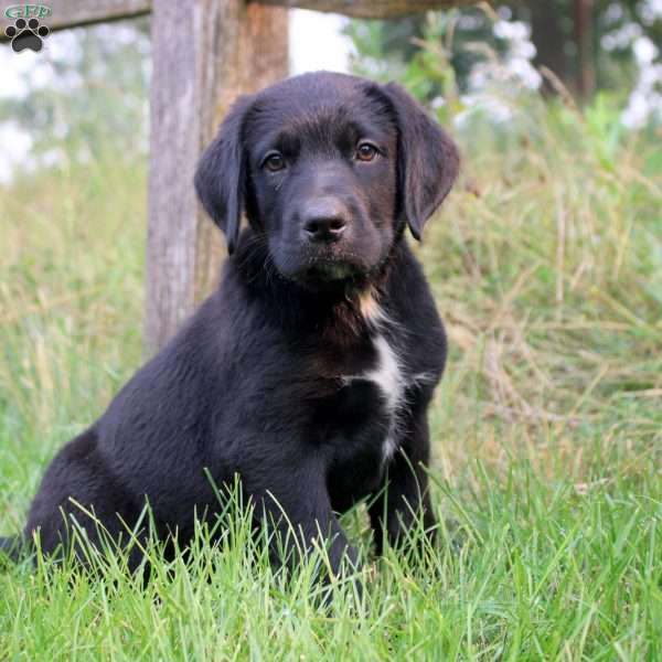 Tina, Bernese Mountain Dog Mix Puppy