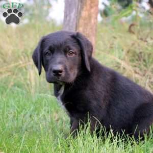 Tina, Bernese Mountain Dog Mix Puppy