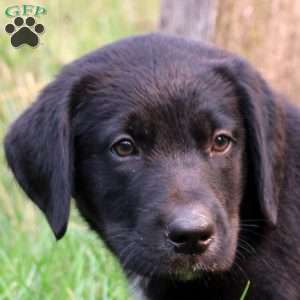 Tina, Bernese Mountain Dog Mix Puppy