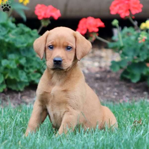 Tina, Fox Red Labrador Retriever Puppy