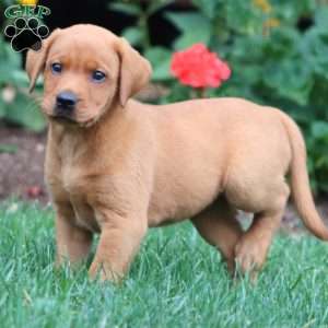 Tina, Fox Red Labrador Retriever Puppy