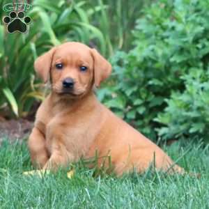 Tina, Fox Red Labrador Retriever Puppy