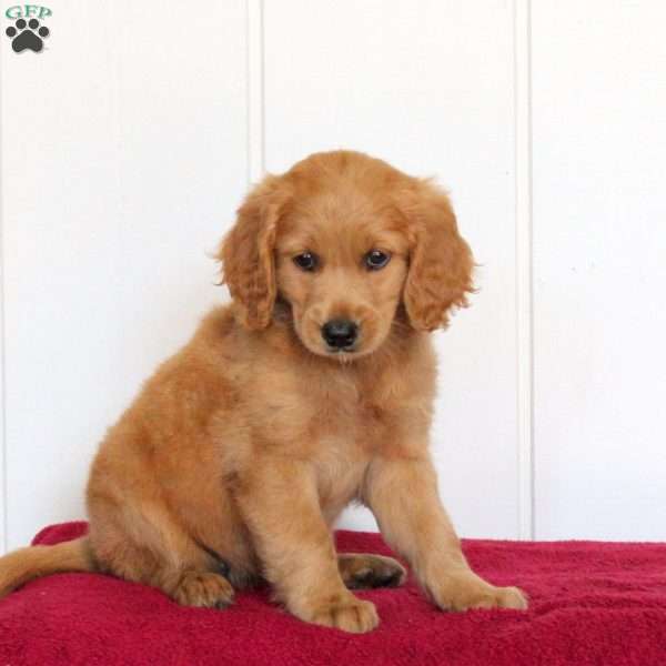 Trisha, Golden Retriever Mix Puppy