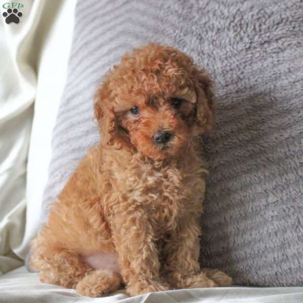 Tisha, Toy Poodle Puppy