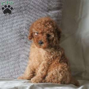 Tisha, Toy Poodle Puppy