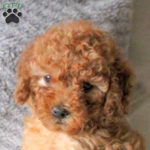 Tisha, Toy Poodle Puppy