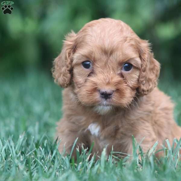 Tisha, Cavapoo Puppy