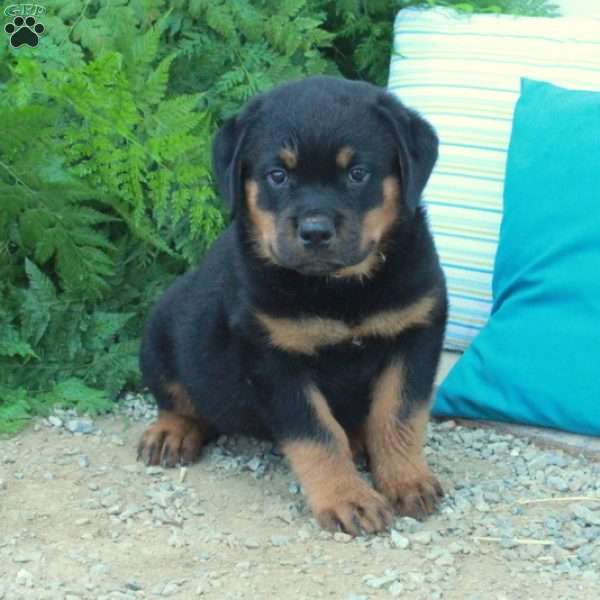 Titan, Rottweiler Puppy