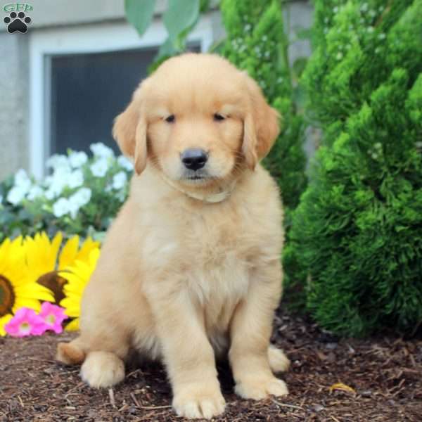 Titus, Golden Retriever Puppy