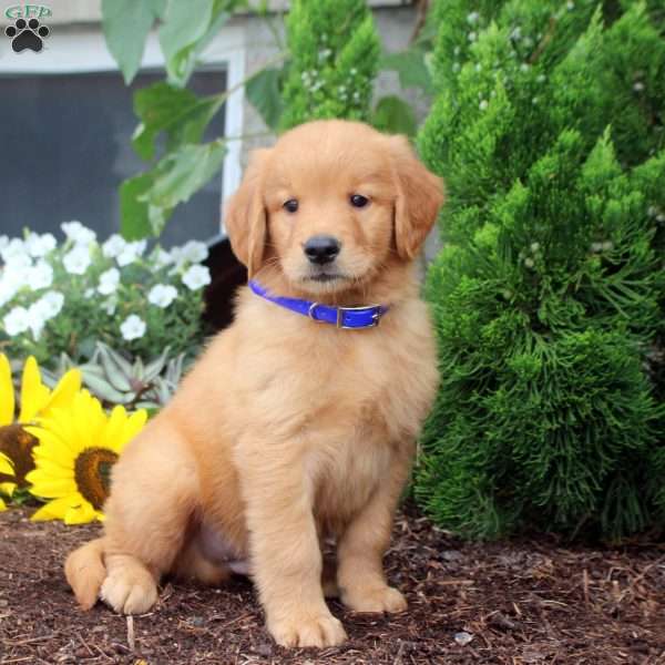 Tobias, Golden Retriever Puppy