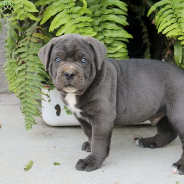 Tobias, Cane Corso Puppy