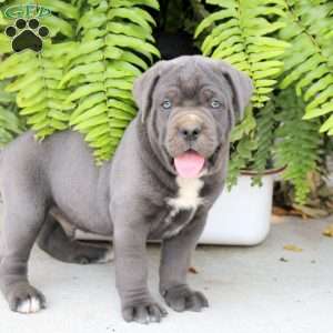 Tobias, Cane Corso Puppy