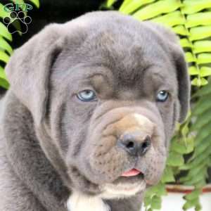 Tobias, Cane Corso Puppy