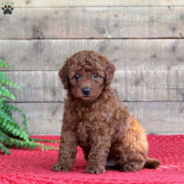 Toby, Mini Goldendoodle Puppy