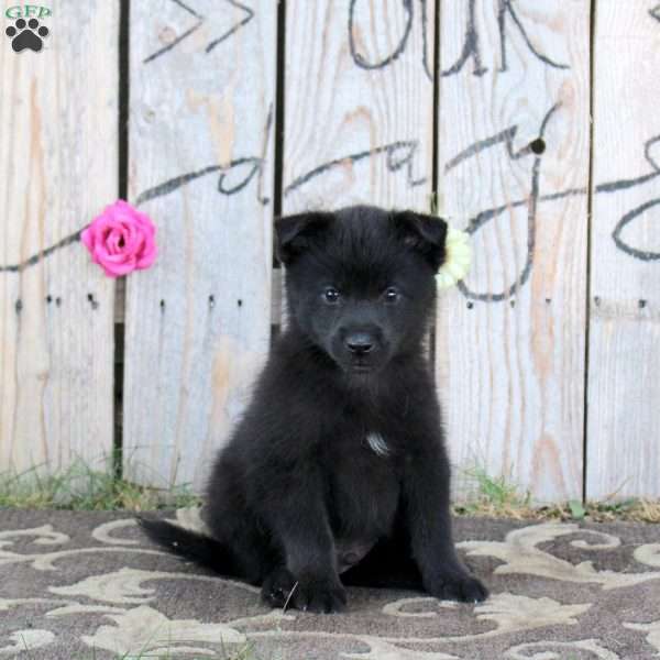 Toby, Pomsky Puppy
