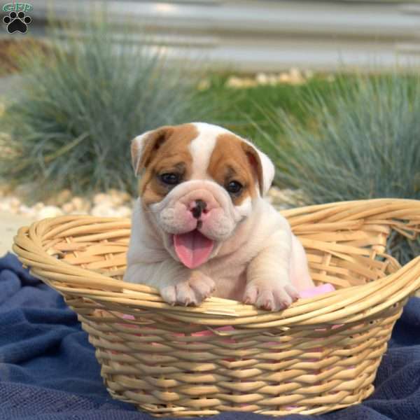 Toby, English Bulldog Puppy