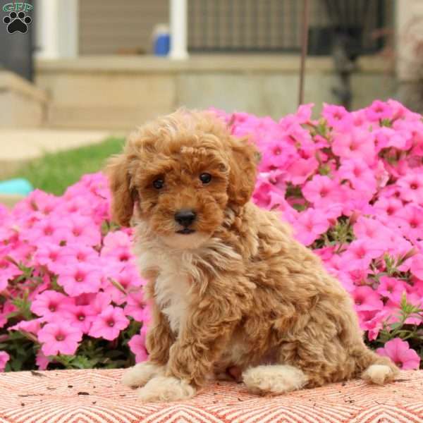 Toby, Miniature Poodle Puppy